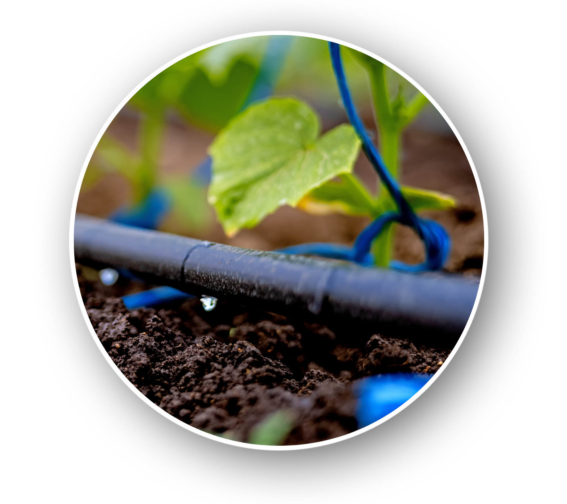 Línea de riego en invernadero aplicando agua en la zona radicular del cultivo