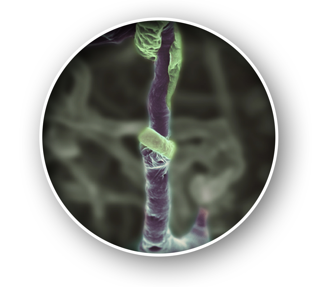 Trichoderma asperellum cepa T34 enrollado alrededor de la hifa de un hongo patógeno
