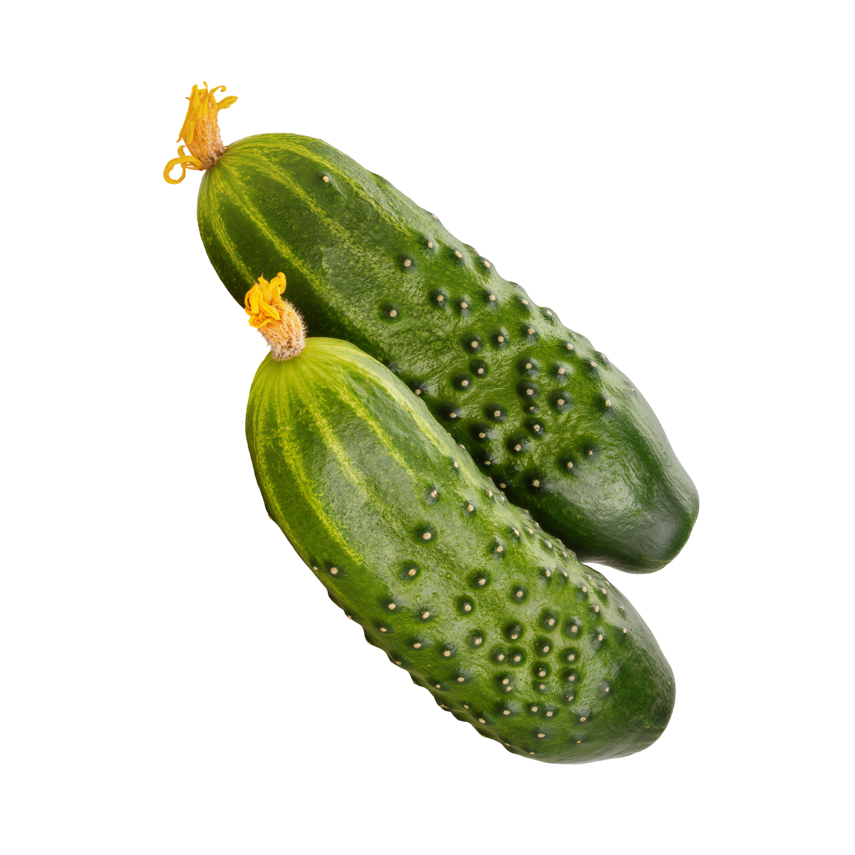 Planta de pepino