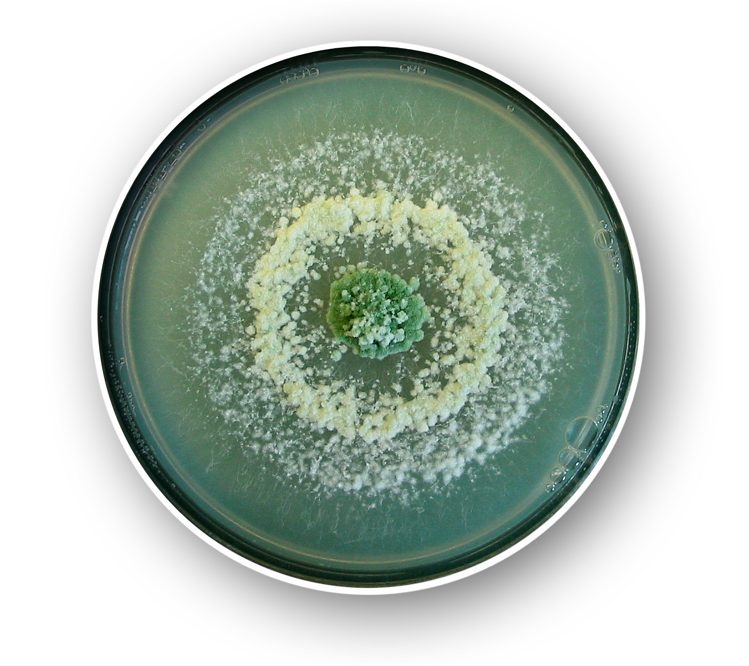 Cultivo de Trichoderma asperellum T34 en placa de Petri