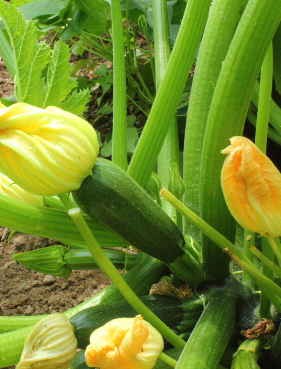 Cultivo de calabacín ecológico bajo invernadero