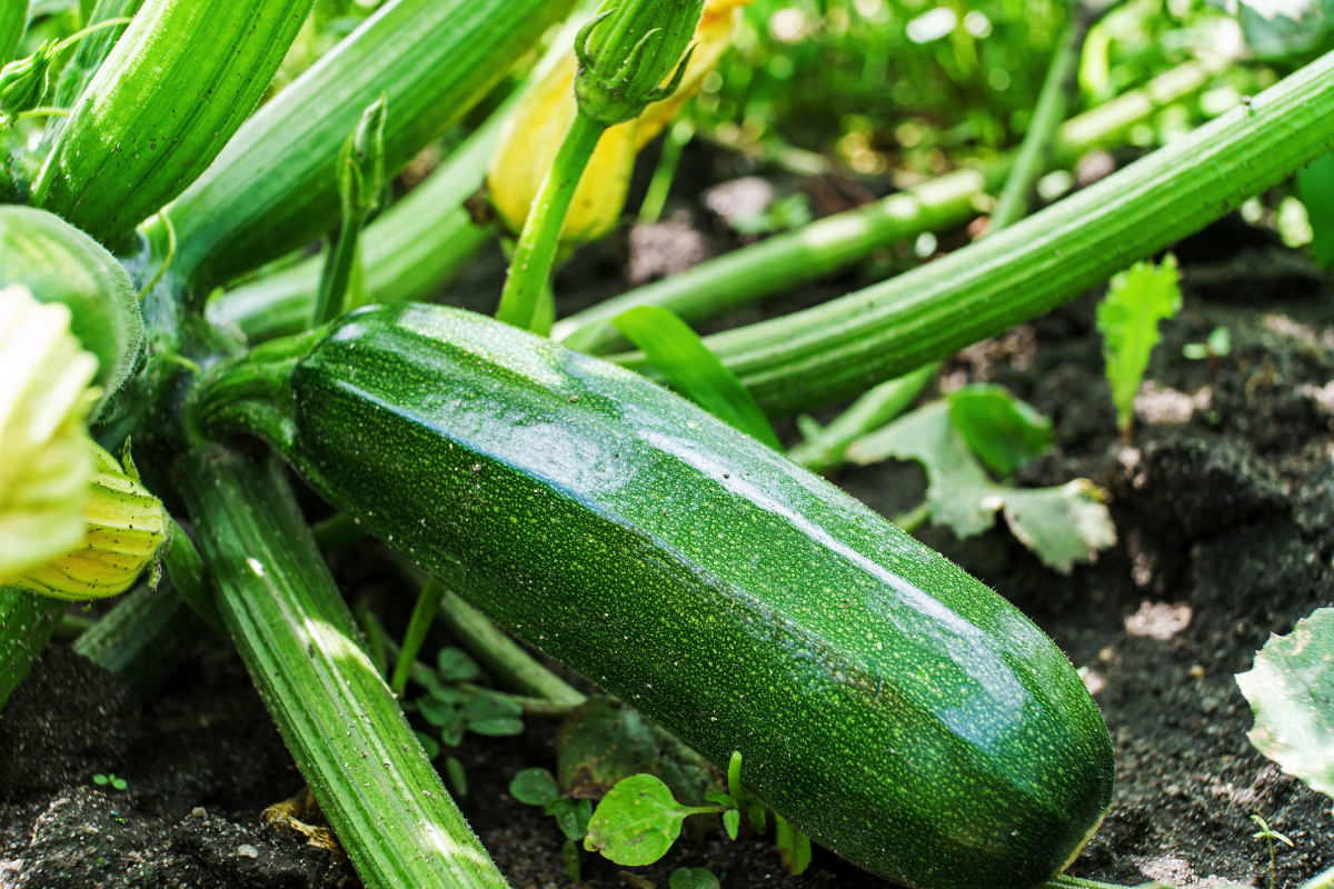 Planta de calabacín en fase de producción