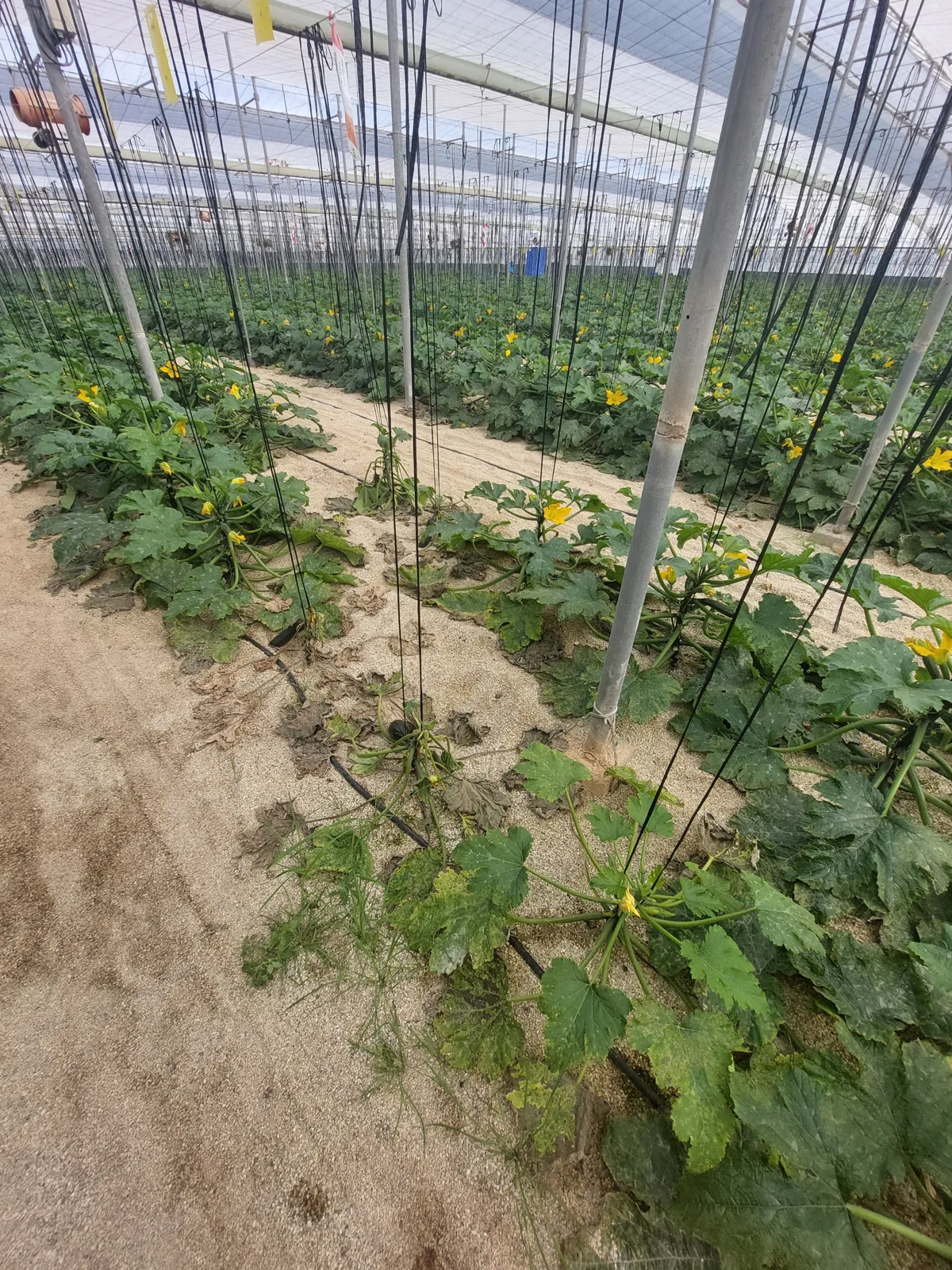 Cultivo de calabacín ecológico durante la fase de implantación en la nave sin tratar