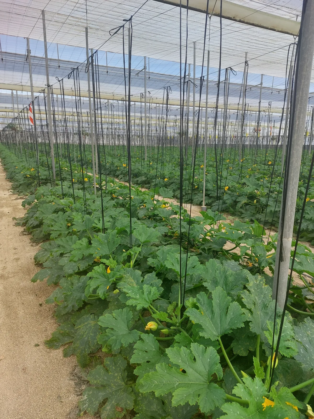 Cultivo de calabacín ecológico durante la fase de implantación en la nave tratada con T34 Biocontrol®
