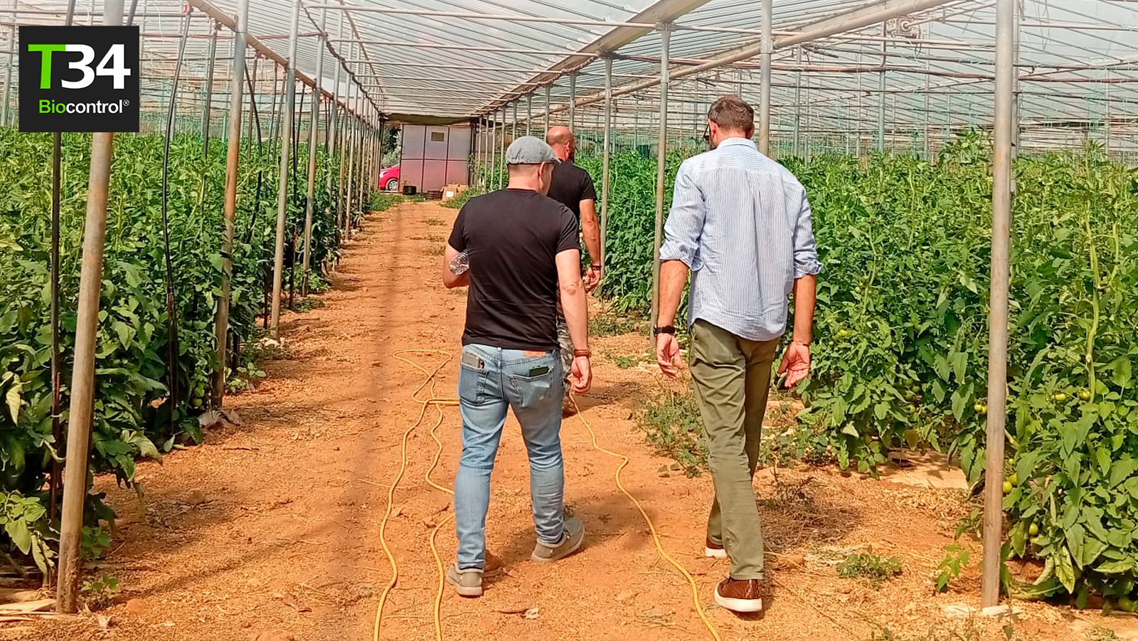 Tres profesionales agrícolas recorren un invernadero de tomate durante una visita técnica relacionada con T34 Biocontrol®.