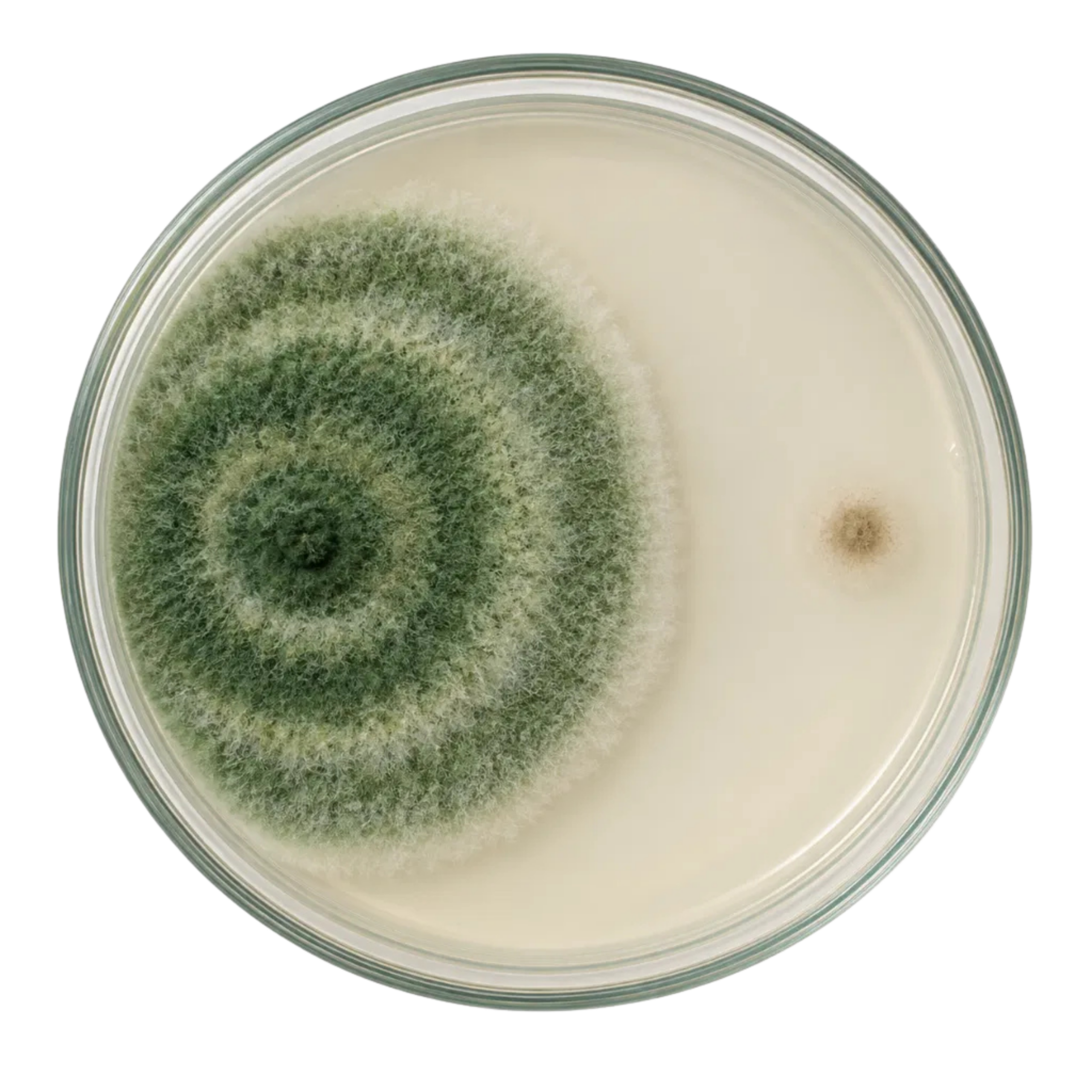Placa de Petri: colonia verde de Trichoderma grande y colonia del patógeno muy pequeña, separadas.