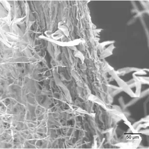 Micrografía de hifas de Trichoderma asperellum T34 alrededor de una raíz vegetal, con escala de 50 µm.