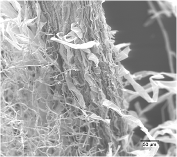 Micrografía de hifas de Trichoderma asperellum T34 alrededor de una raíz vegetal, con escala de 50 µm.