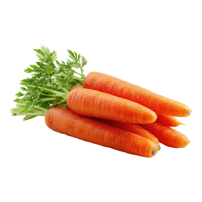 Carrot — Daucus carota