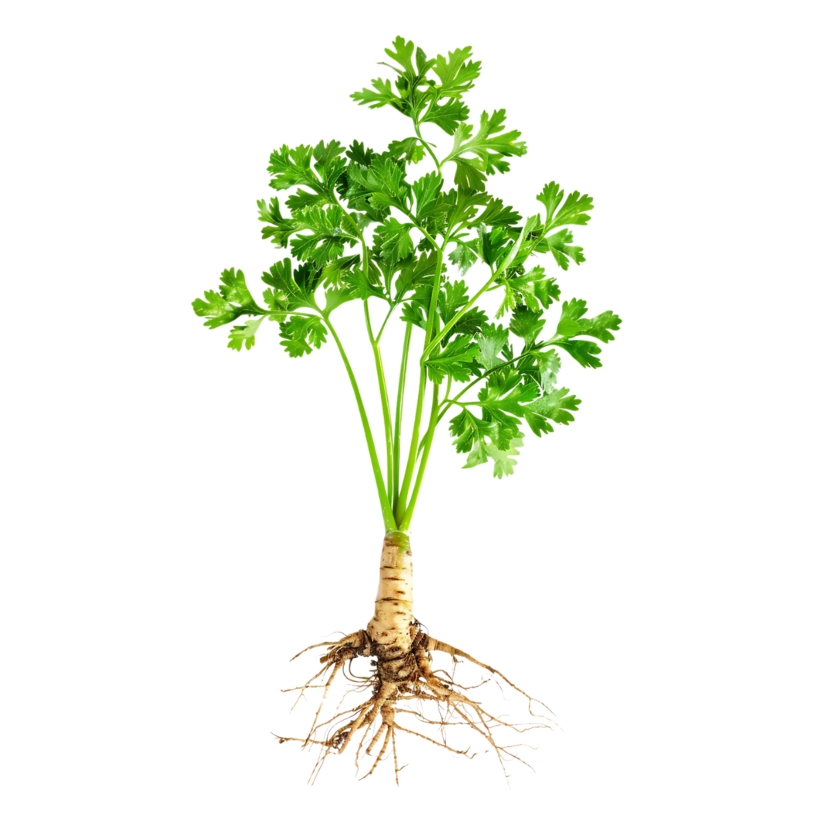 Parsley root — Petroselinum crispum