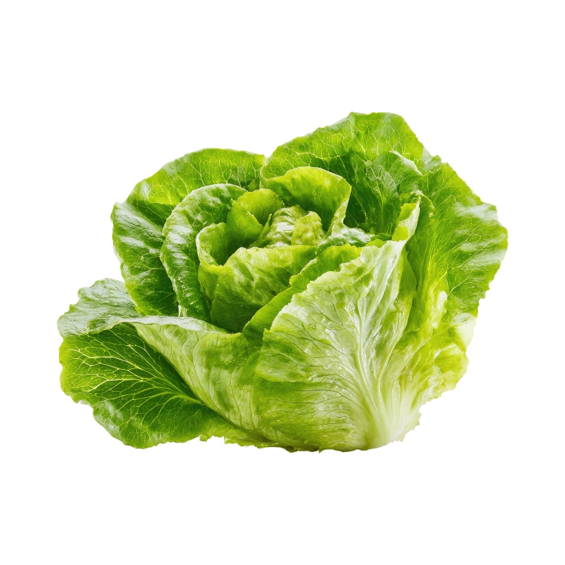 Salads — Lactuca sativa