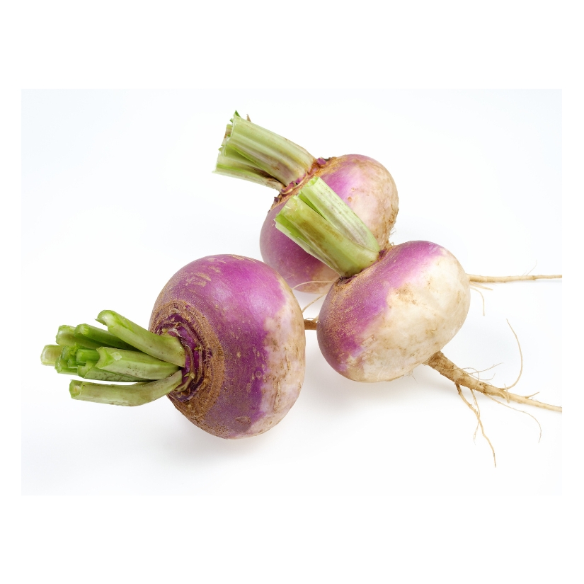Turnip — Brassica rapa