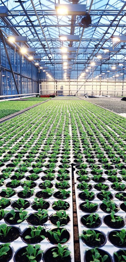 agribusiness greenhouse seedling spring