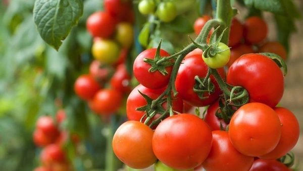 Enfermedades controladas por T34 Biocontrol para tomates Fusarium spp. Sclerotinia spp. Rhizoctonia spp. Botrytis spp. Pythium spp. Phytophtora spp.